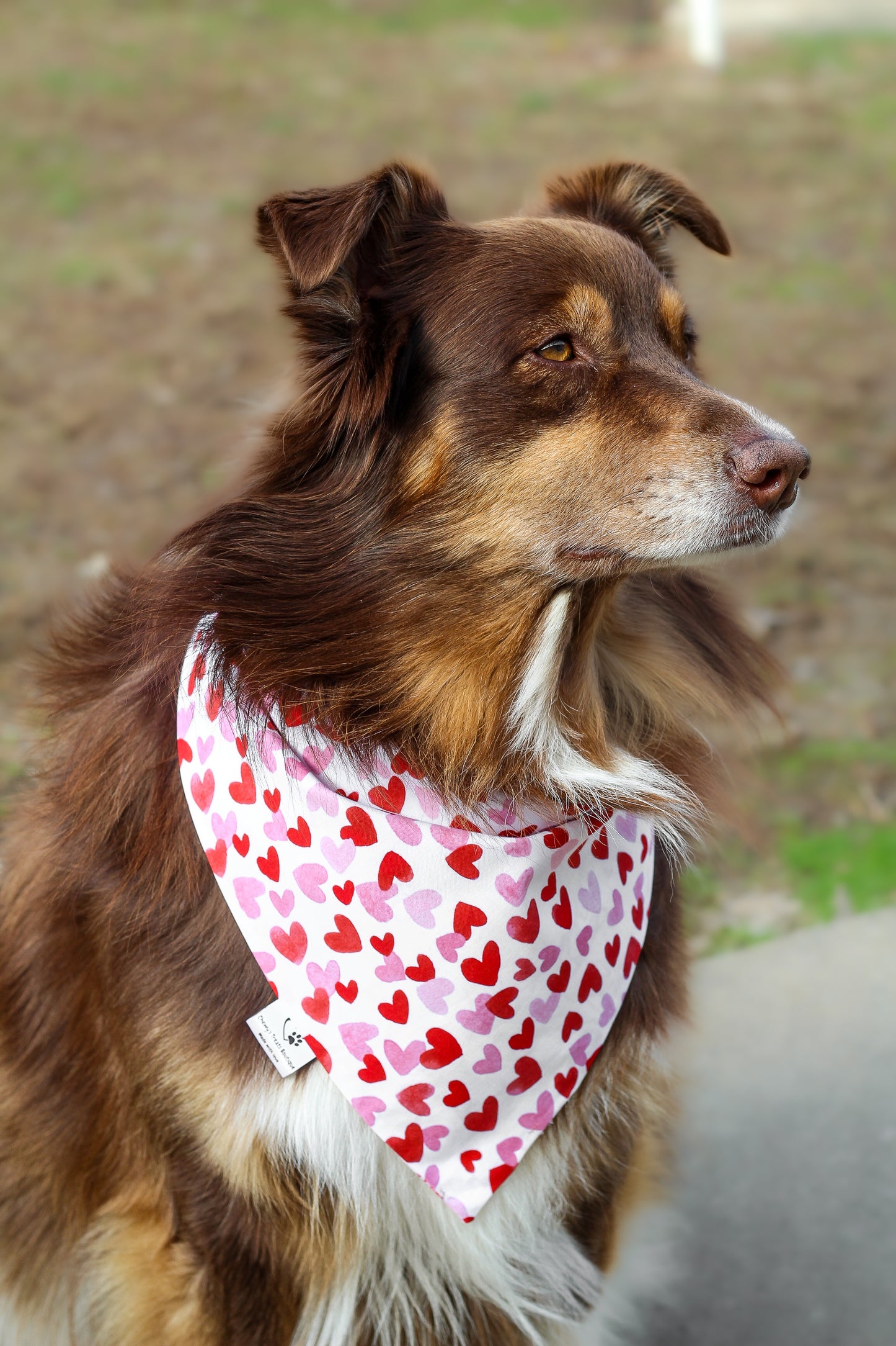 Valentines Pups Bandana