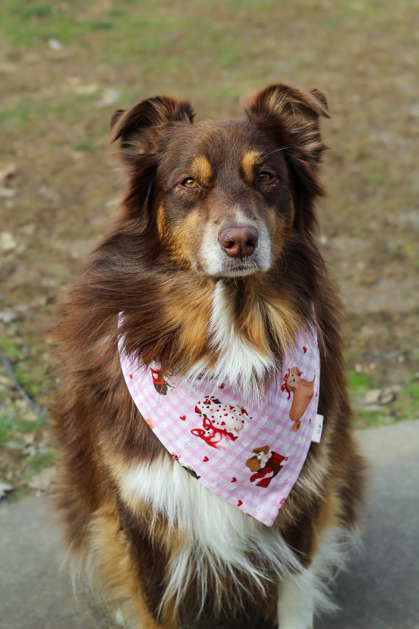 Valentines Pups Bandana